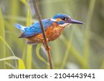 Common European Kingfisher ...