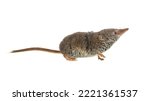 Eurasian pygmy shrew (Sorex minutus) mouse on white background. This is one of the smallest mammals in the world.