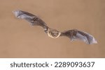 Small photo of Flying Common Pipistrelle Bat (Pipistrellus pipistrellus) is a small pipistrelle microbat whose very large range extends across most of Europe, North Africa, South Asia, and may extend into Korea.