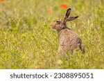 Small photo of European Hare (Lepus europeaus) hiding in grassland vegetation with Flowers and relying on camouflage. Wildlife Scene of Nature in Europe.