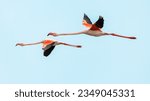 Small photo of Flying European Greater Flamingo against colorful sky. Flying Flamingo in natural habitat. Wildlife scene of nature in Europe.