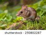 Wild wood mouse resting on a...