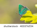 Green Hairstreak Butterfly ...