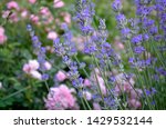 Closeup Of Lavender Flowers ...