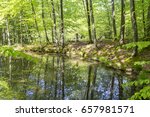 sunny scenery showing a tarn in a forest at spring time
