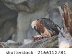 Bearded Vulture Eating On Top...