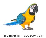 Blue and yellow macaw in front...