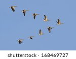Flock Of Geese Flying In V...