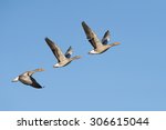 Three Greylag Geese Flying In A ...