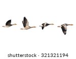 Four Flying Greylag Geese...