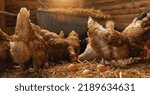 Chicken Hatching Eggs In A...