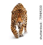 Jaguar  panther  front view ...