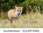Beautiful Wild Red Fox On...