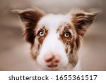 Border Collie Dog With...