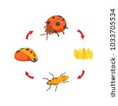 Illustration Life Cycle Ladybug ...