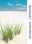 Green Sea Grass On Sand Dune...