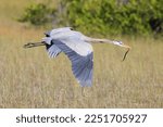 Great blue heron flying over the swamp, Everglades National Park, Florida, USA