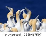 Couple of Northern Gannets with blue background, Bonaventure Island Quebec, Canada
