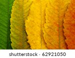 Close Up Of Autumn Leaves