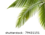 Part of palm tree on white background