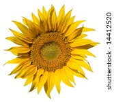 sunflower on a white background ... | Shutterstock . vector #14412520