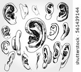 doodled ears | Shutterstock .eps vector #561439144