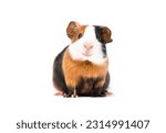 Funny guinea pig smiling on...