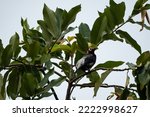 Small photo of a wild coleta that creates mixture of like clicks, squeals, metallic warbling, and piping noteschirps at the top of the tree; it's a kind of starling bird that can be seen only in the Philippines