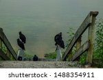 Every morning these big black bids would congregate on the fence above the fogged in White River in Bull Shoals State Park in Arkansas.
