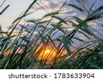 Green spikelets of wheat close-up against the background of the blue sky and the setting sun. Sunset over a wheat field