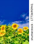 Sunflower Field And Blue Sky