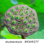 Close Up A Lotus Seeds