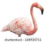 Close Up Flamingo Portrait....