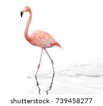 One Adult Pink Flamingo Walking ...
