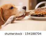 Small photo of Beagle dog try to scrounge a fish from the table