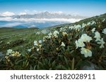 Small photo of Greater Caucasus mountains covered with blossom white Rhododendrons with Mount Shani 4451m summit. The tourist path going down to Stepantsminda Valley, Georgia.