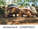 Couple of aldabra giant...