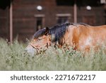 Small photo of Horses running and playing in the farm yard, their unbridled energy and excitement a joy to behold. Farm yard is a haven for these magnificent creatures