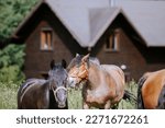 Small photo of Horses running and playing in the farm yard, their unbridled energy and excitement a joy to behold. Farm yard is a haven for these magnificent creatures