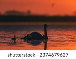 Nature in romania, danube birds swimming in a peaceful natural habitat wildlife Delta landscape