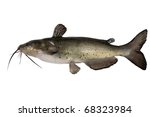 Channel catfish isolated on a white background. Traditionally American kind of a fish.
