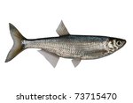 Small photo of Ablet freshwater fish, isolated on white