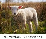 a cute lamb in the reed | Shutterstock . vector #2145945451