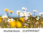 blooming daisies and dandelions ... | Shutterstock . vector #2145945467
