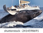 Small photo of Humpback whale suddenly breachin in front of a whale watch boat.