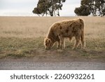 Small photo of Churchill Island, Victoria, Australia - 07 Apr 2014: A highland cattle captured alone at Churchill Island Heritage Farm in Phillip Island, Victoria, Australia.