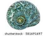 Turquoise Seashell 