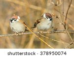 Sparrows Sitting On A Branch....