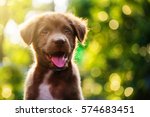 Cute Brown smile happy Labrador retriever puppy against foliage sunset light bokeh background. Adorable head shot portrait with copy space to add text. 2018 year of dog in Chinese calendar.
