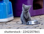 Small photo of 8 week old outside kittens eat their meals and clean themselves afterwards in an urban environment